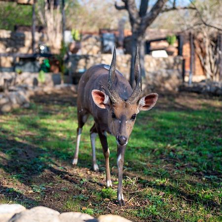 Foxy Crocodile Bush Lodge & Kruger Safari'S - No Loadshedding Marloth Park Exterior foto