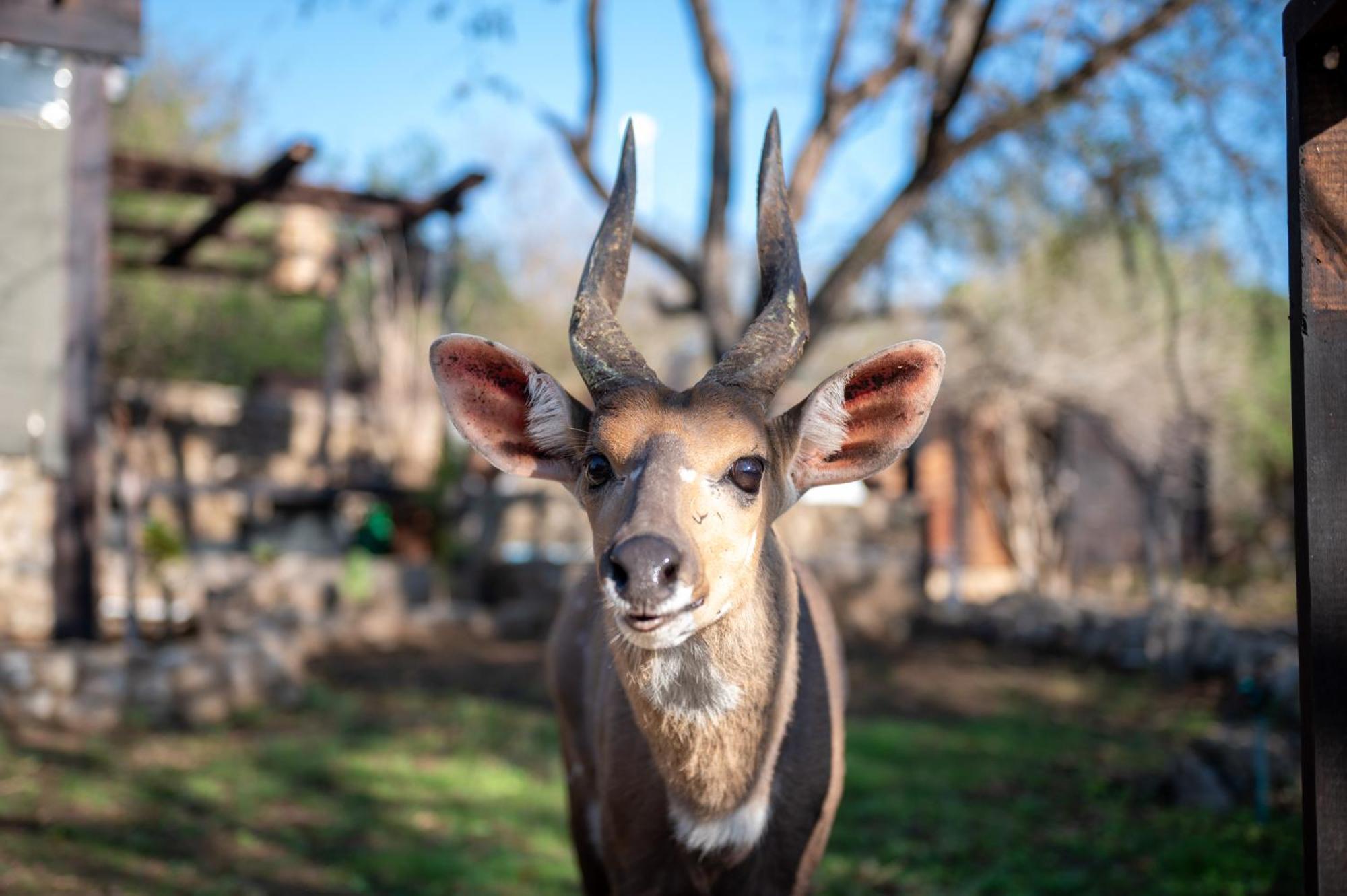 Foxy Crocodile Bush Lodge & Kruger Safari'S - No Loadshedding Marloth Park Exterior foto