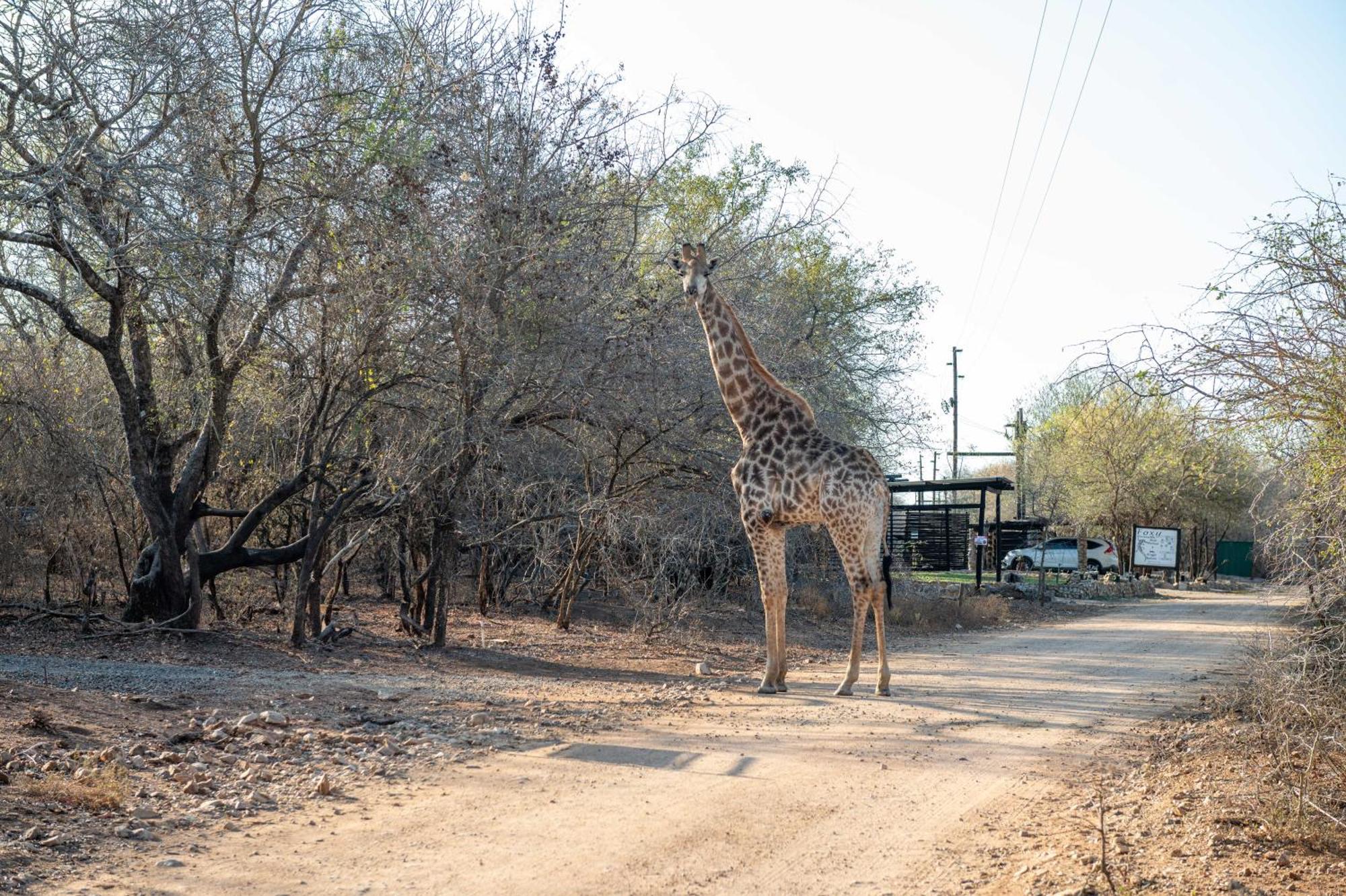 Foxy Crocodile Bush Lodge & Kruger Safari'S - No Loadshedding Marloth Park Exterior foto