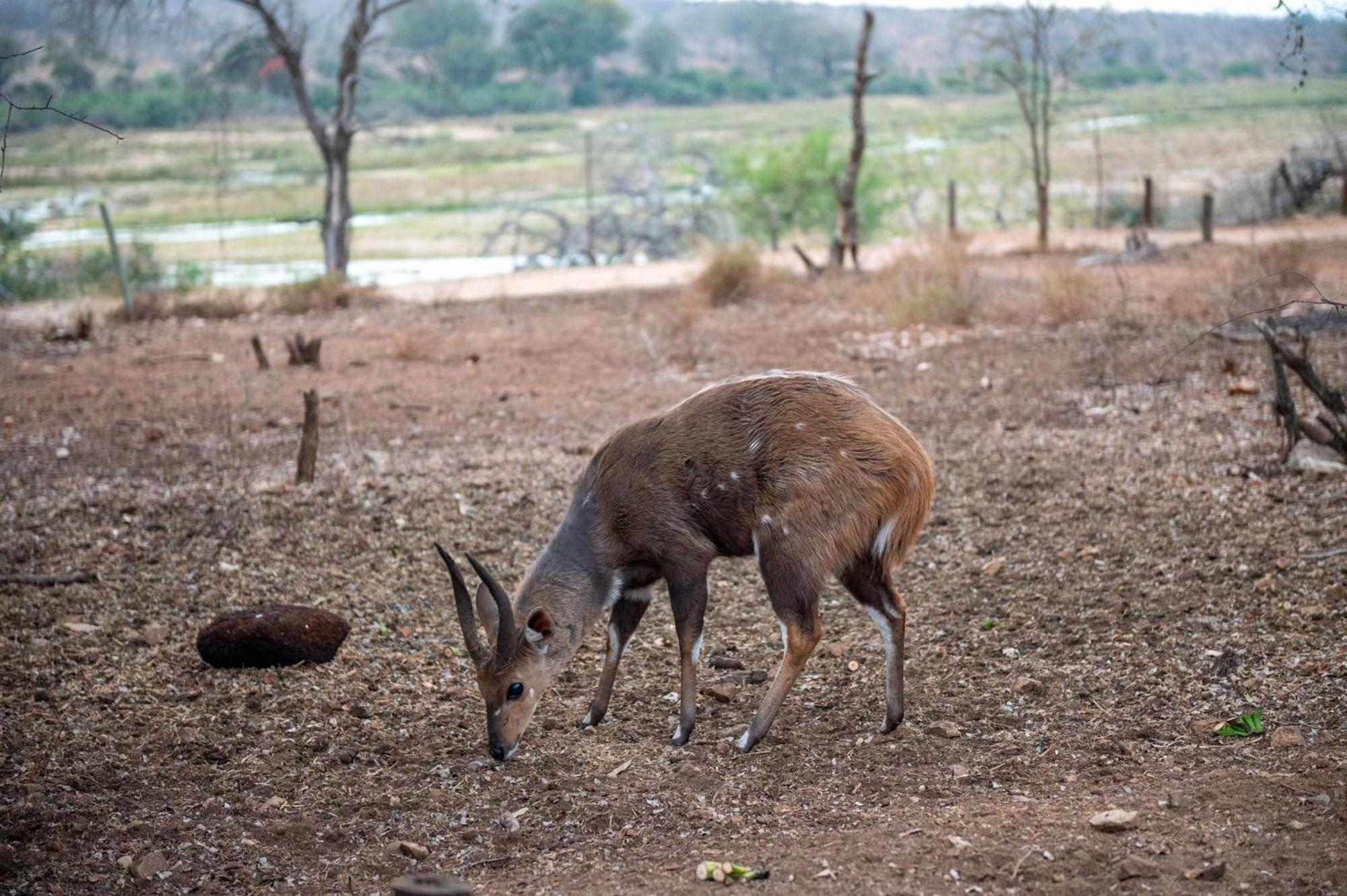 Foxy Crocodile Bush Lodge & Kruger Safari'S - No Loadshedding Marloth Park Exterior foto