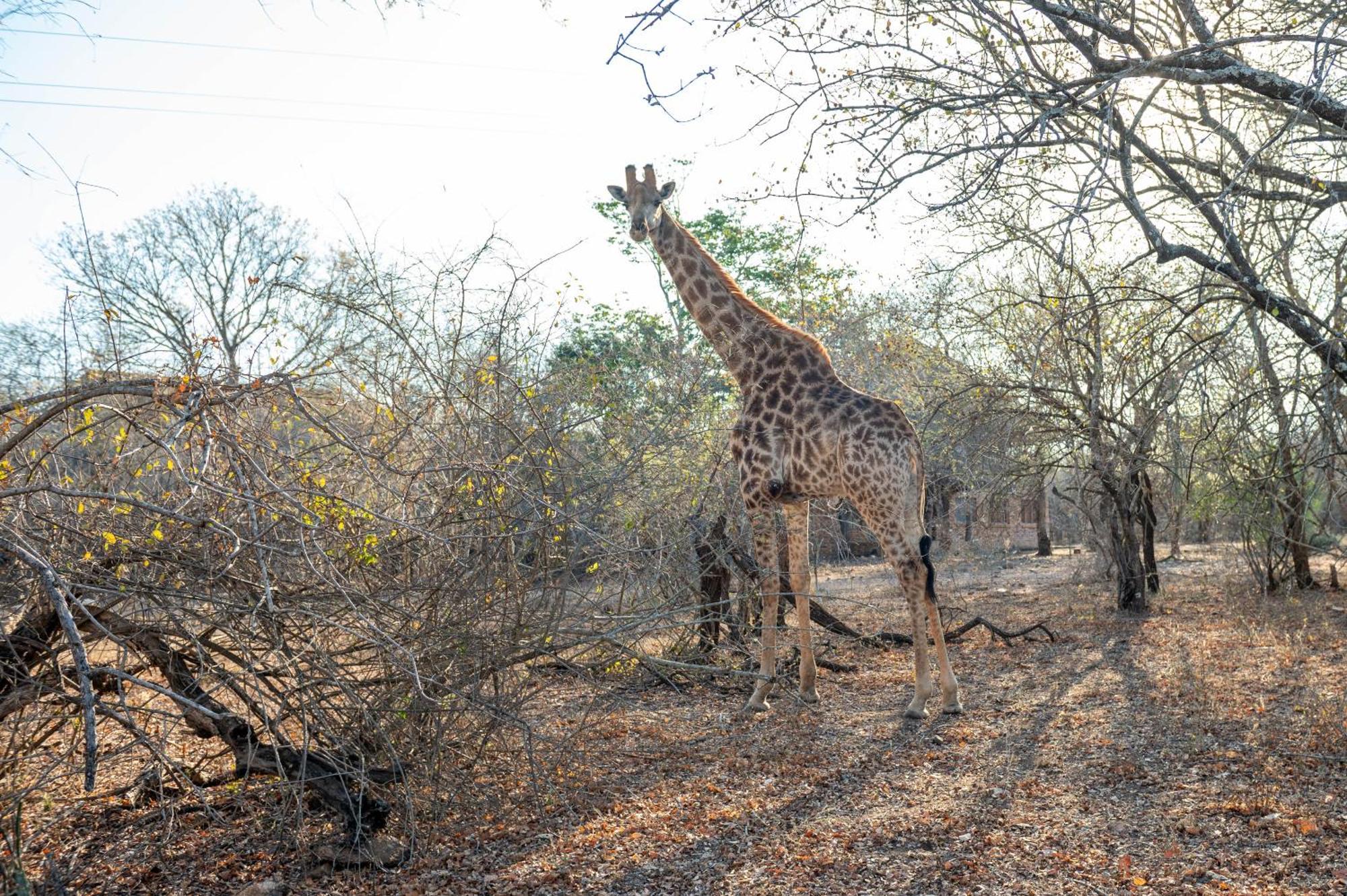 Foxy Crocodile Bush Lodge & Kruger Safari'S - No Loadshedding Marloth Park Exterior foto