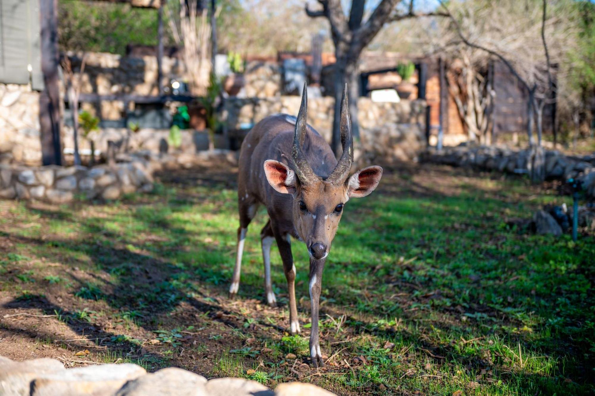 Foxy Crocodile Bush Lodge & Kruger Safari'S - No Loadshedding Marloth Park Exterior foto